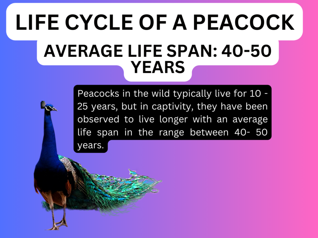 Life cycle of a peacock