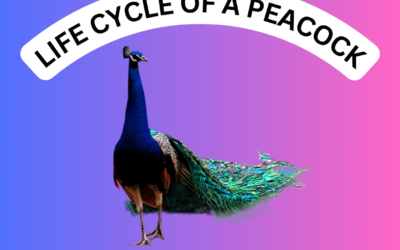 The Fascinating Life Cycle of a Peacock: A Journey of Beauty and Change