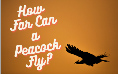 Unlocking the Enigma: How Far Can a Peacock Fly?
