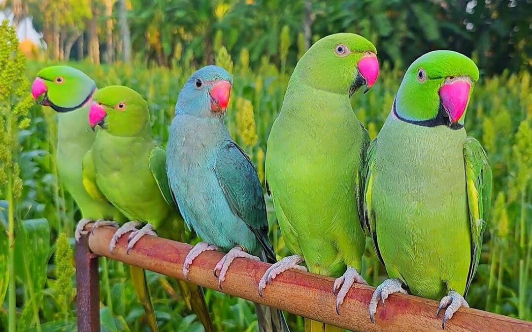 The Splendid Types of Green Parrots: Nature’s Little Marvels: