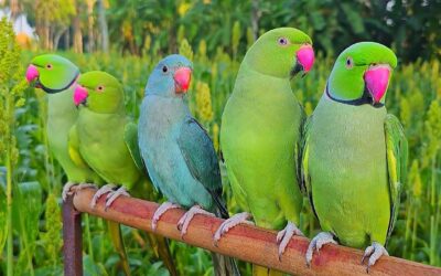 The Splendid Types of Green Parrots: Nature’s Little Marvels: