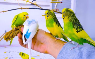 The Joyful Meaning of Parakeet Sounds: Unlocking the Melodic Mystery