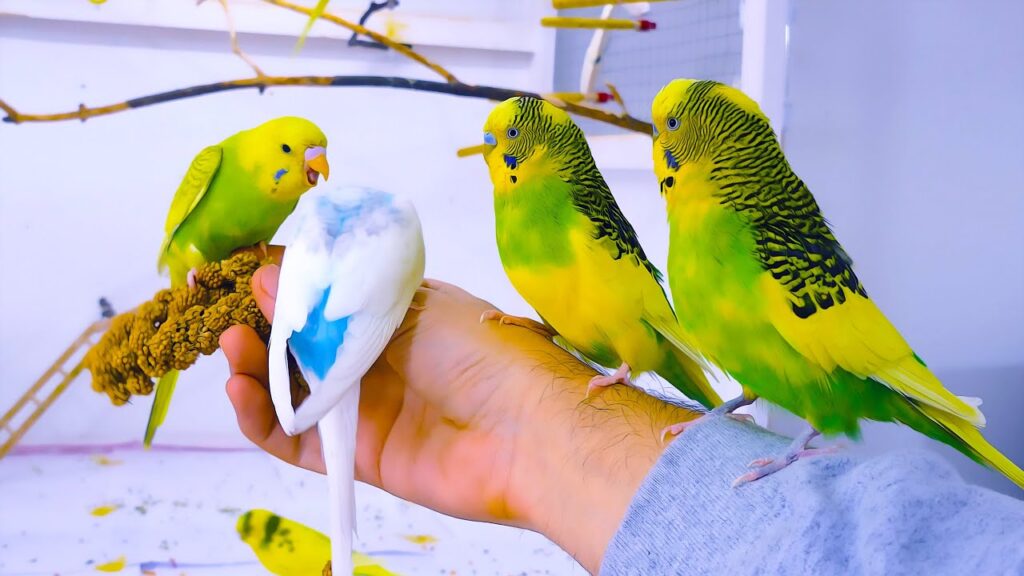 Can parakeets talk?"