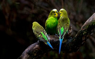 What Are the Different Parakeet Species- A Complete List