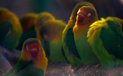 How Does Parrot Sleep? Pillow Talk and Dreamland Delights