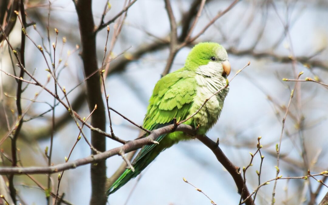 Celebrating the Remarkable Journey: How Long Does a Quaker Parrot Live?