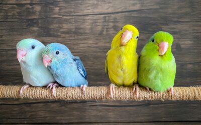 Best Pet Birds for Beginners That Talk: A Comprehensive Guide