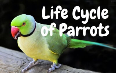 Parrots Life Cycle in Detail: How They Grow and Change