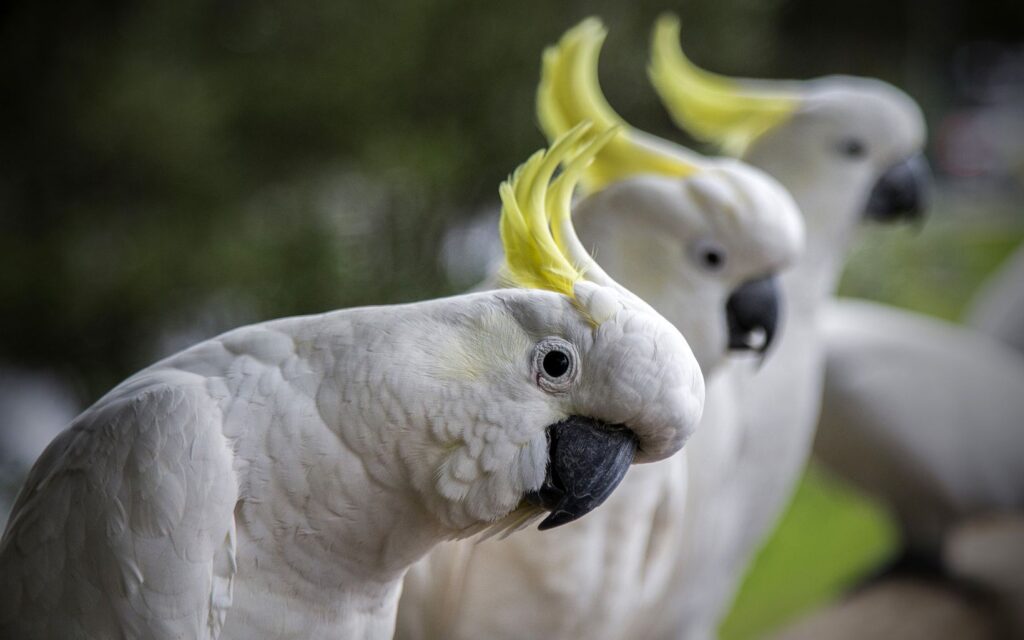 Australian Cockatoos

