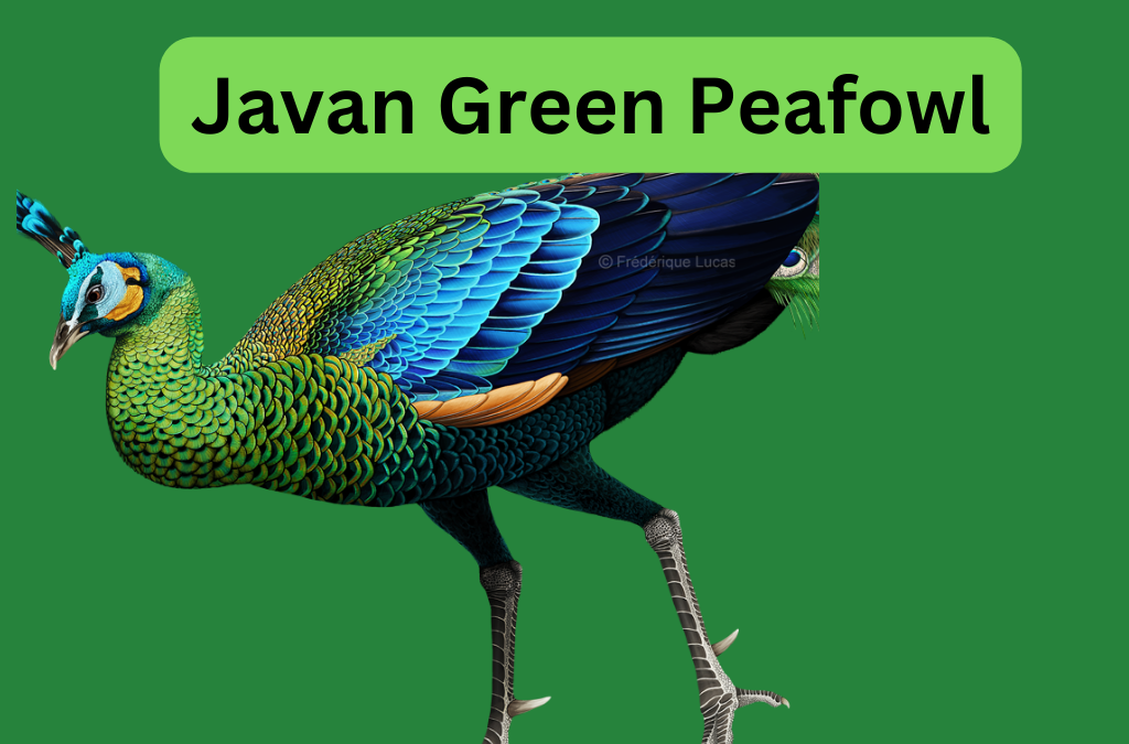 Javan Green Peafowl-Every Thing You Need To                 Know