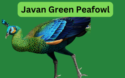 Javan Green Peafowl-Every Thing You Need To                 Know