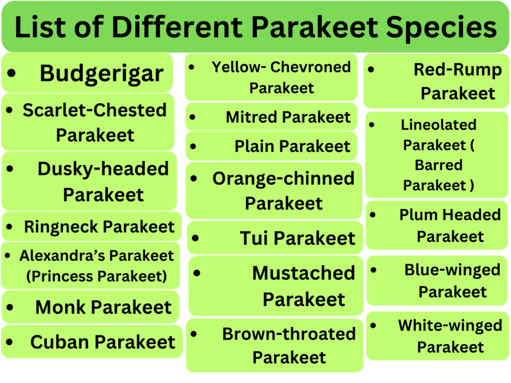 List of Different Parakeet Species
