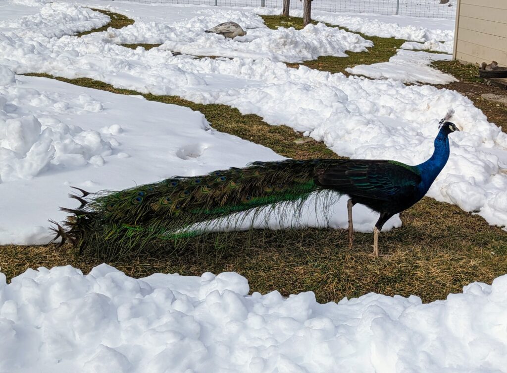 Caring For Peacocks in Winter