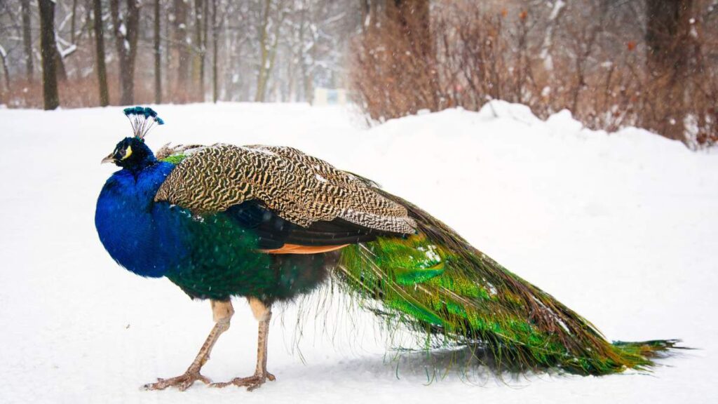 Caring For Peacocks in Winter
