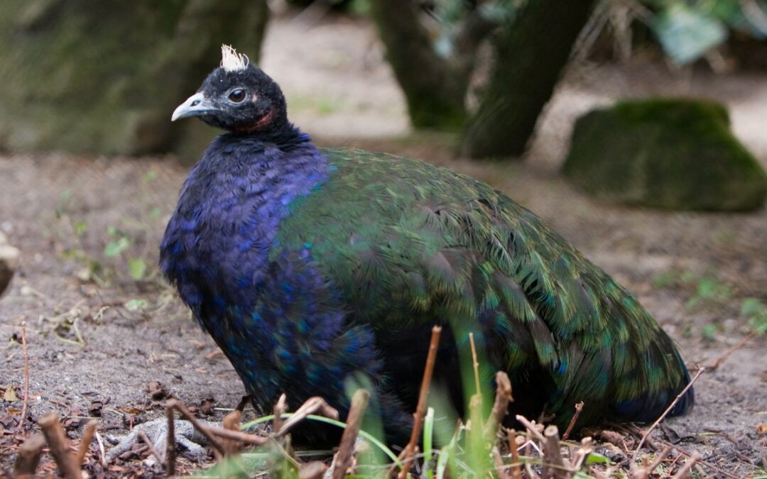 Congo Peafowl: Exploring the Hidden Beauty of Central Africa