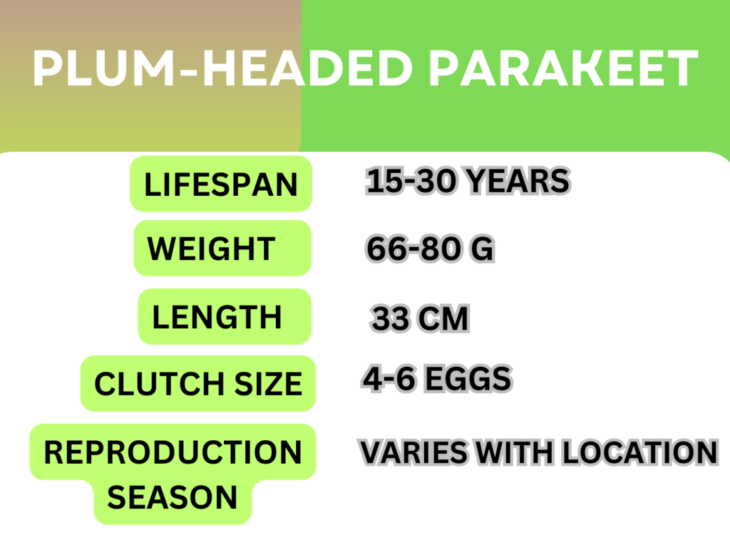 plum-headed parakeets 