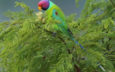 Plum-Headed Parakeets – Facts, Diet & Habitat 