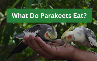What Do Parakeets Eat- Unlocking the Nutritional Secrets for a Healthy Feathered Friend
