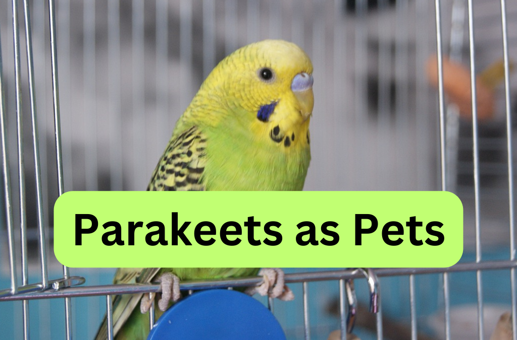 Parakeets as Pets- Unlocking the Delightful World of Avian Companionship