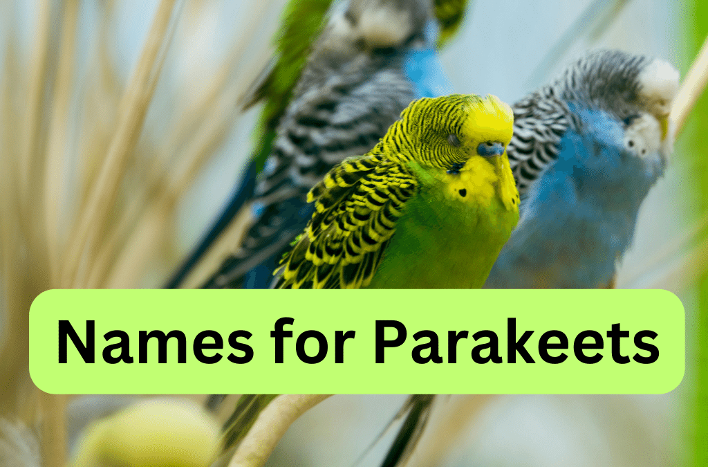 150 Best Bird Names for Parakeets Friends