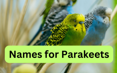 150 Best Bird Names for Parakeets Friends