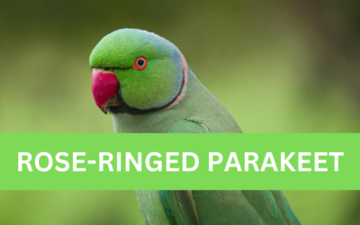 Rose-Ringed Parakeet – Facts, Diet & Habitat