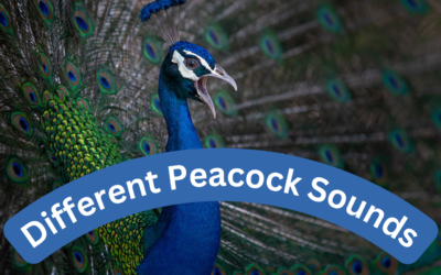What do peacocks sound like- 9 Different Vocalization