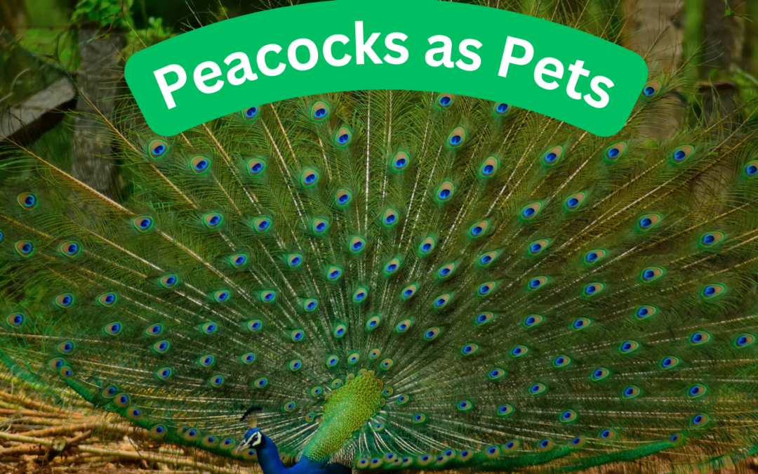 Petting Peacocks: A Unique Connection with Nature’s Living Artwork
