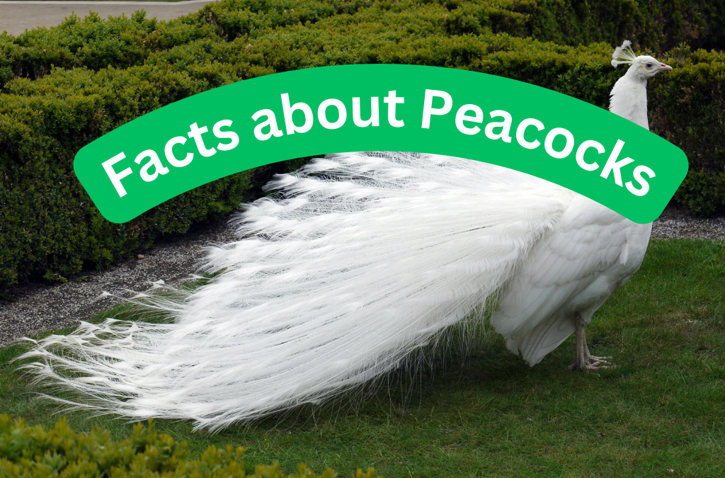 10 Amazing Facts About Peacocks