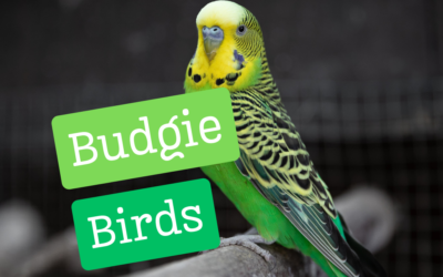 Budgies Birds – Everything You Need To Know!