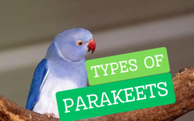 27 Different Types of Parakeets- Types, Varieties, Colors, and Patterns