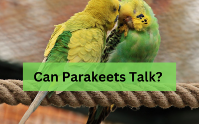 Can Parakeets Talk? All About Parakeet Talking