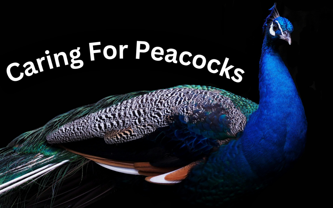 Caring for Peacocks for Beginners-Nurturing Nature’s Beauty