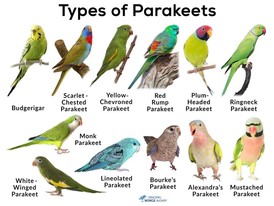 Different Parakeet Species