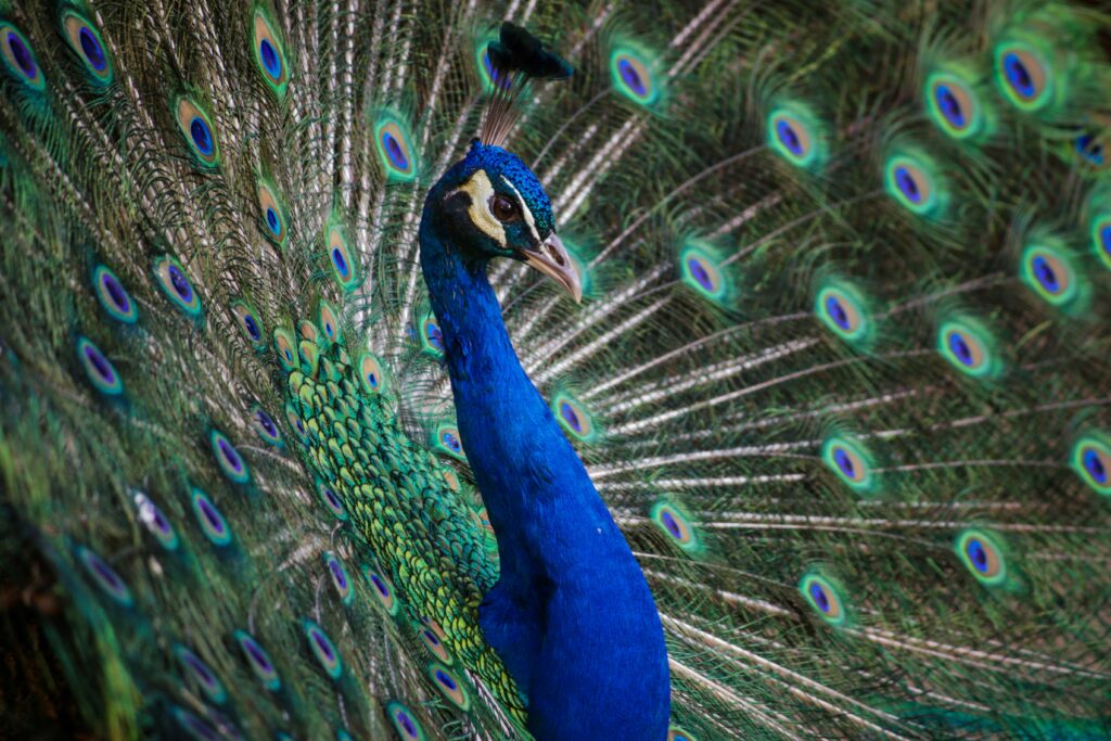 what do peacocks sound like