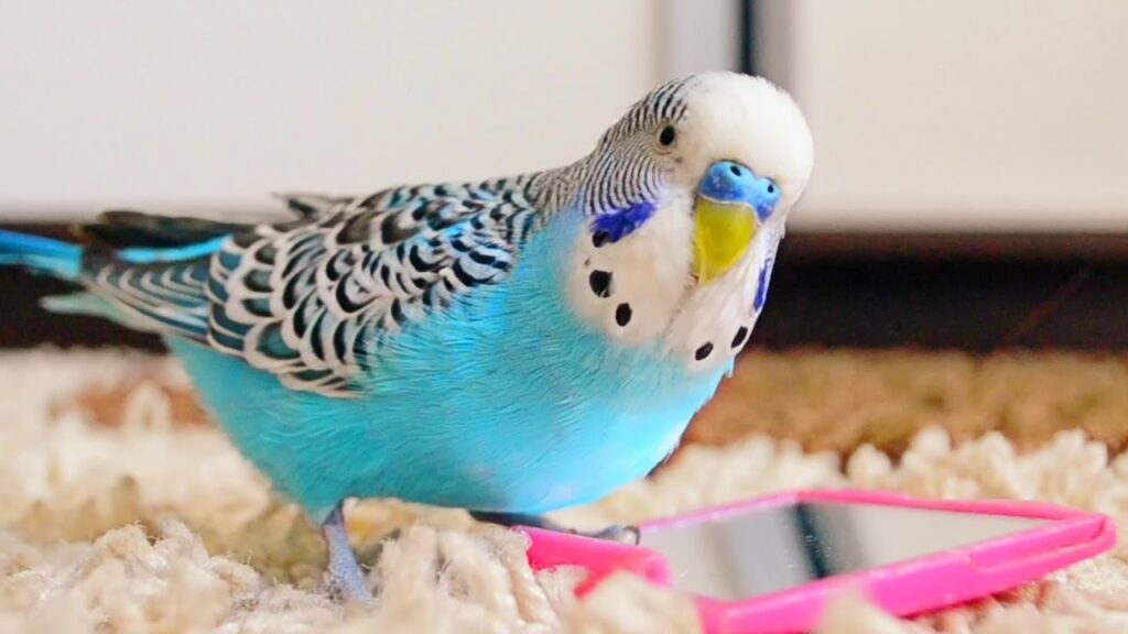 What Do Parakeets Eat