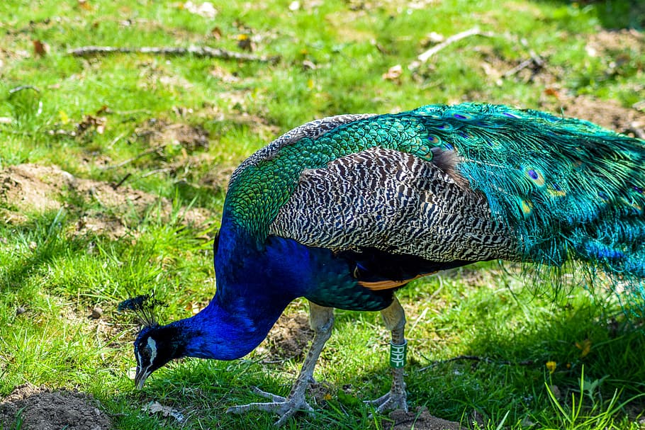 Can Peacocks Eat Chicken Feed- The Peacock’s Palate