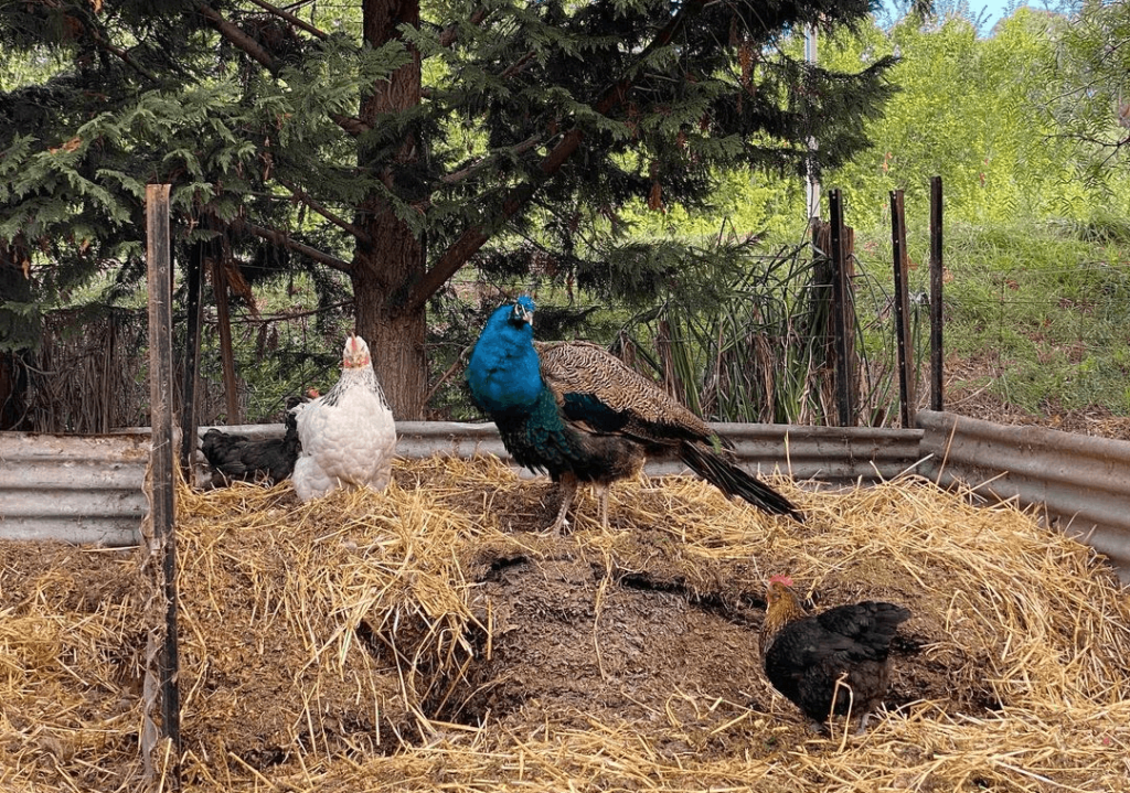 can peacocks live with chickens