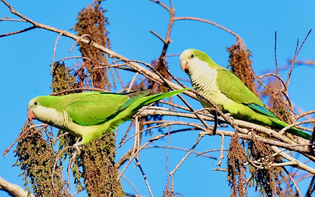 Monk Parakeets – Facts, Diet, and Habitat