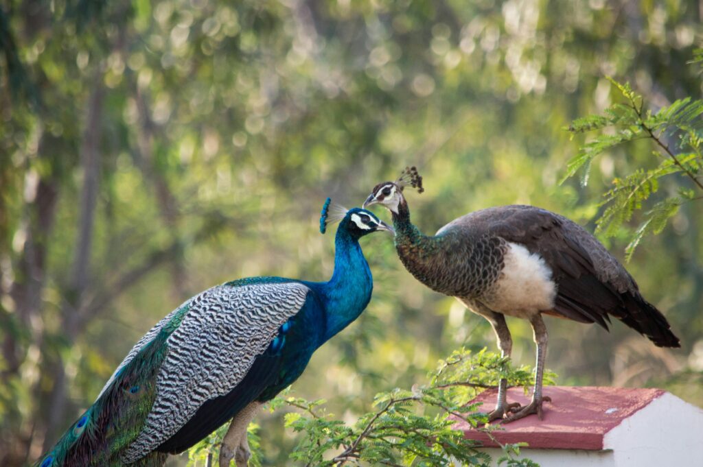 Caring For Peacocks