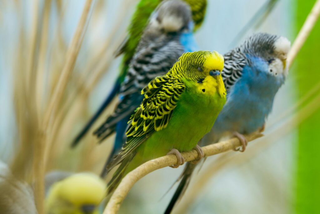 names for parakeets