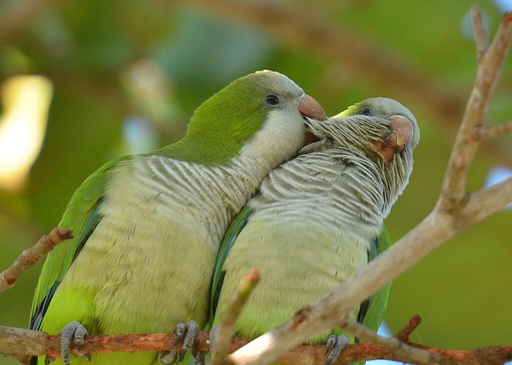 how do parakeets mate
