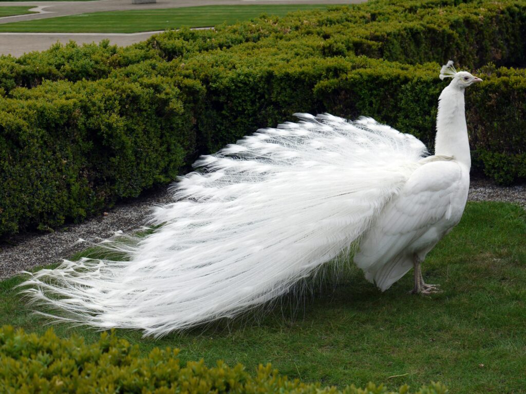 white peacocks