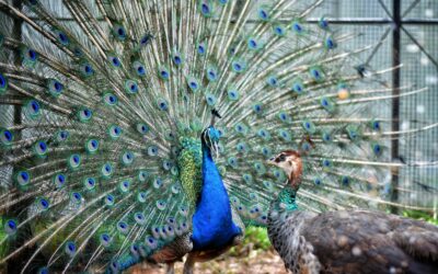 Peacock vs Peafowl – What is the Difference?