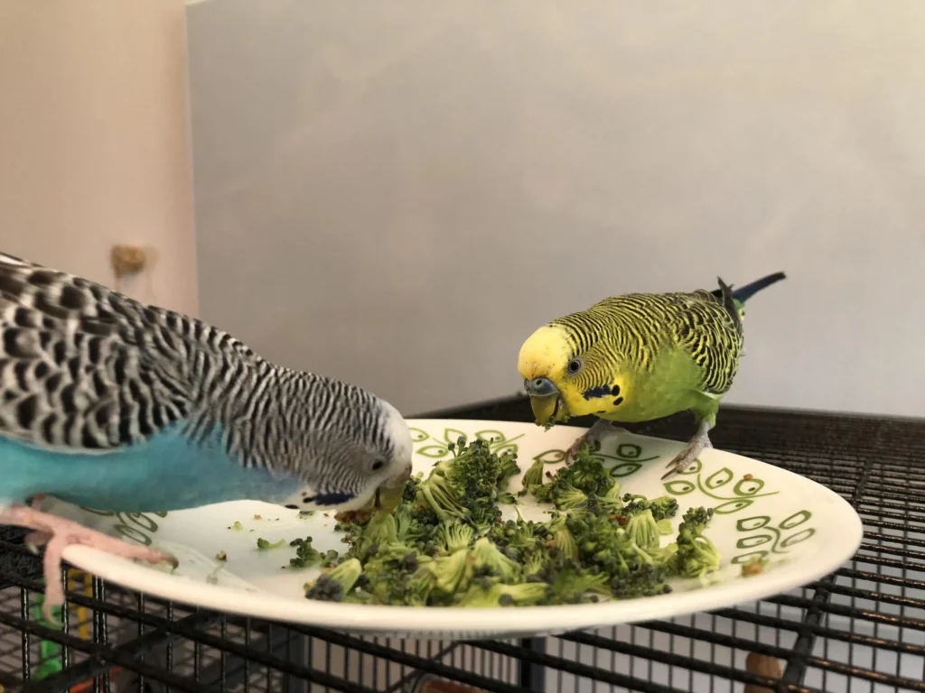 Parakeets as Pets
