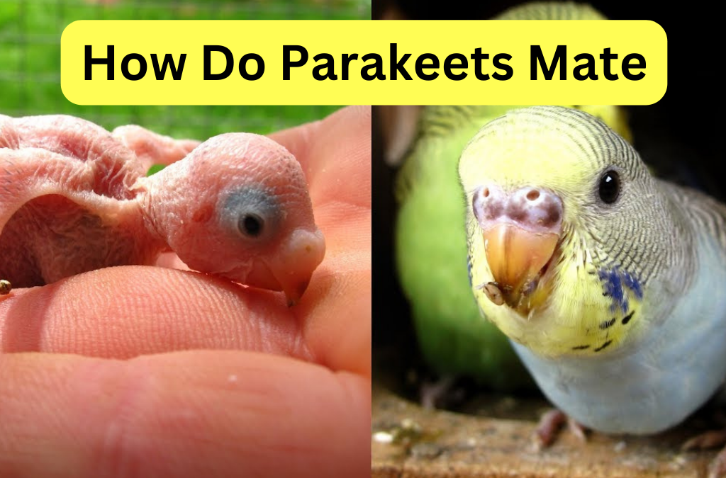 How Do Parakeets Mate? Unlocking the Secrets