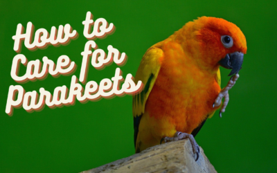 How to Care for Parakeets Like a Pro-Ultimate Guide