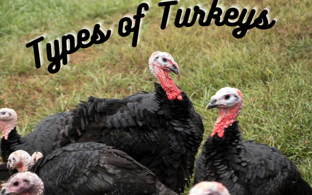 Types of Turkeys- Top 10 Breeds With Pictures