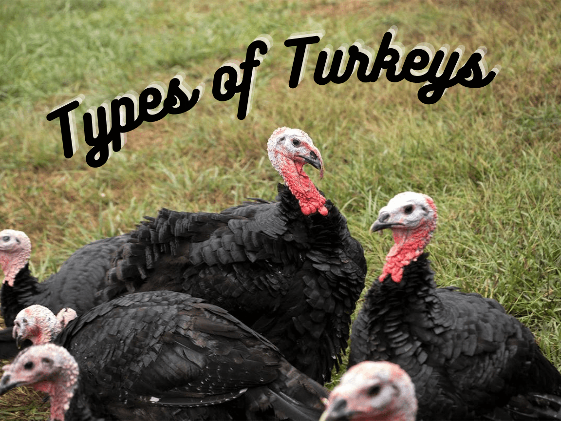 Types of Turkeys- Top 10 Breeds With Pictures - Sustainable Planet News