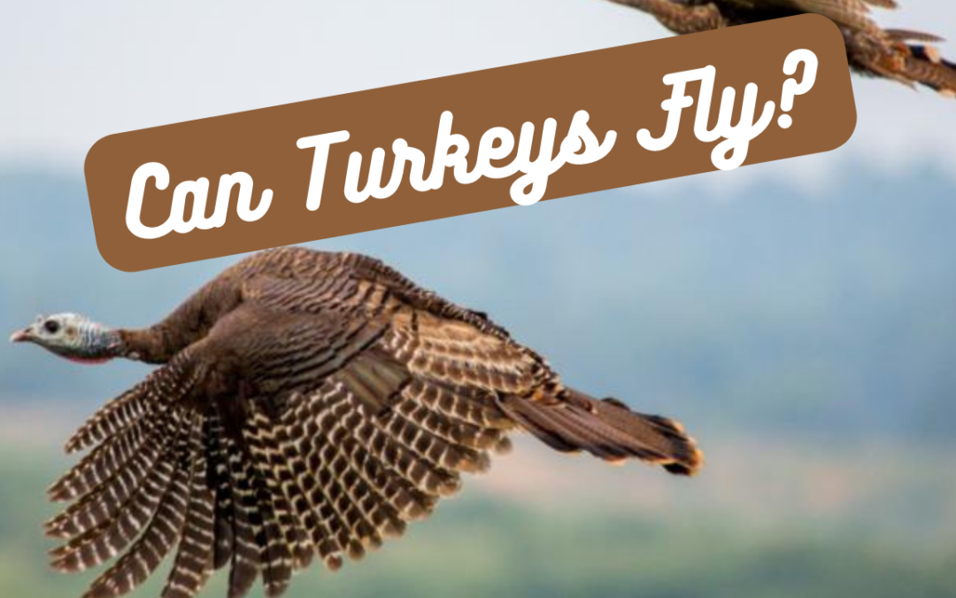 Can Turkeys Fly? Unveiling the Mysteries